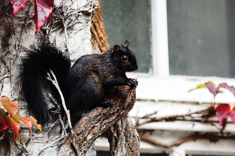 Squirrels have been a nuisance to buildings like Ontario Hall for years