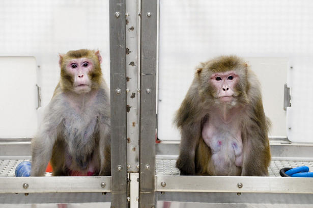United/Continental will be the only major North American airline to ship research primates.