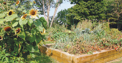 The Sunnyside Garden on MacDonnell Street is managed by OPIRG Kingston.